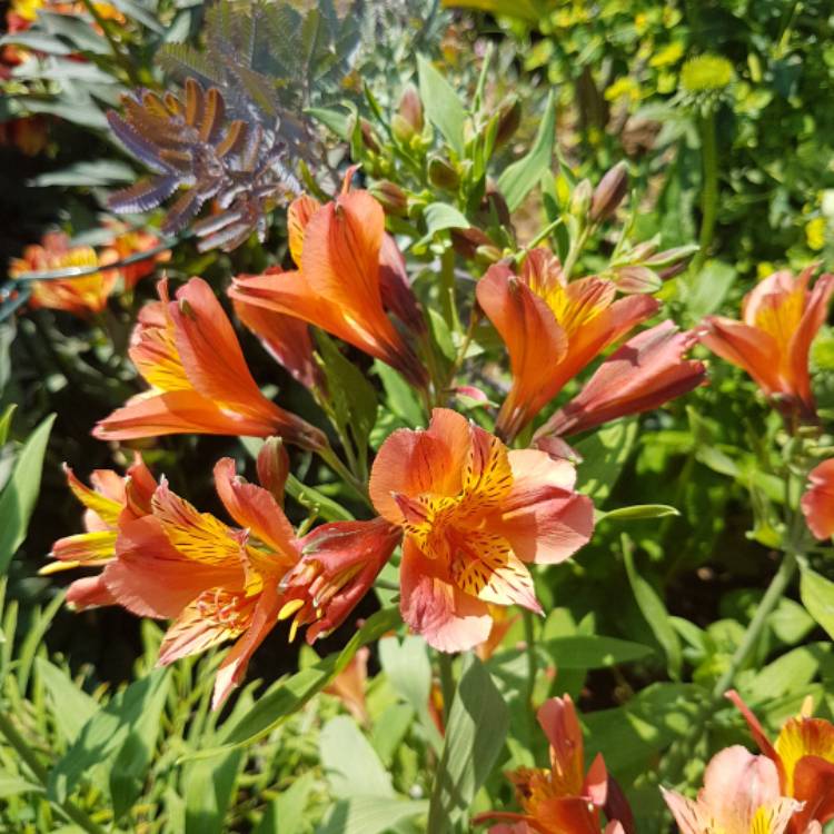 plant image 763834 plant image 763834