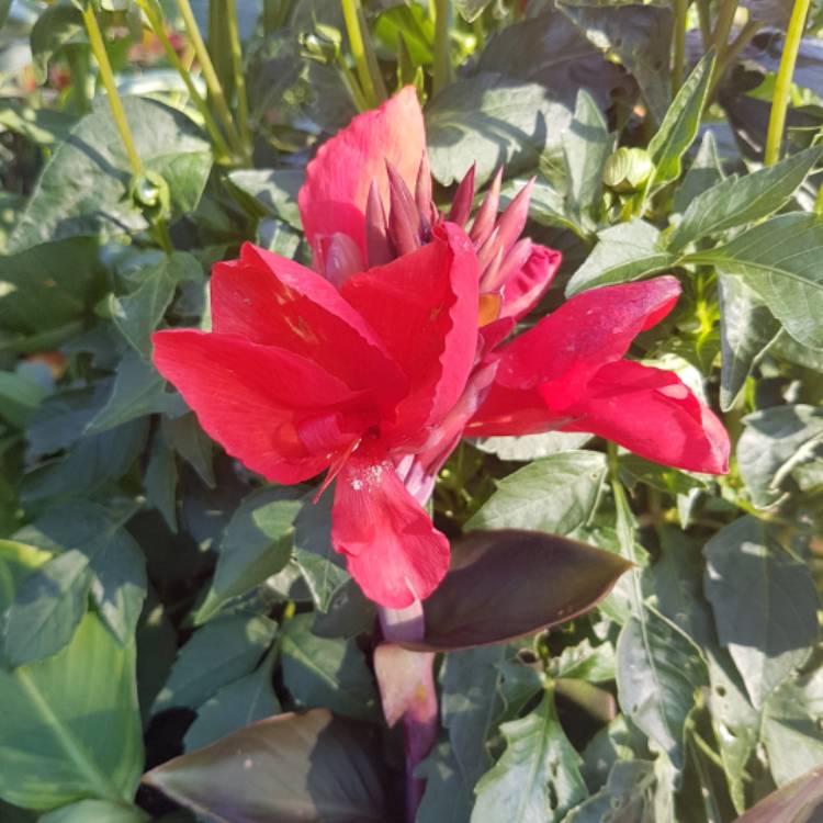 plant image 767441 plant image 767441