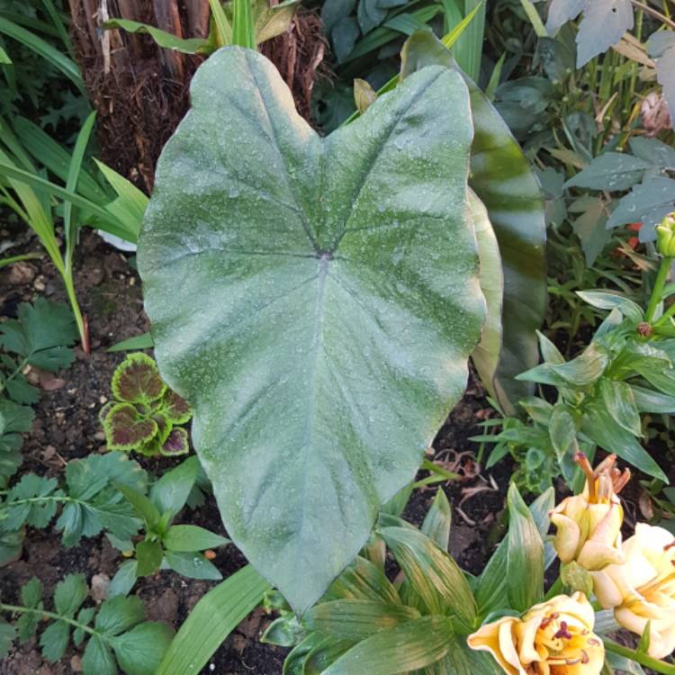 plant image 770082 plant image 770082