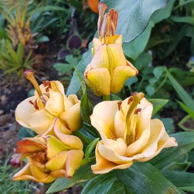 Lilium 'Apricot Fudge'