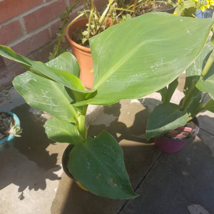 plant image 774134 plant image 774134