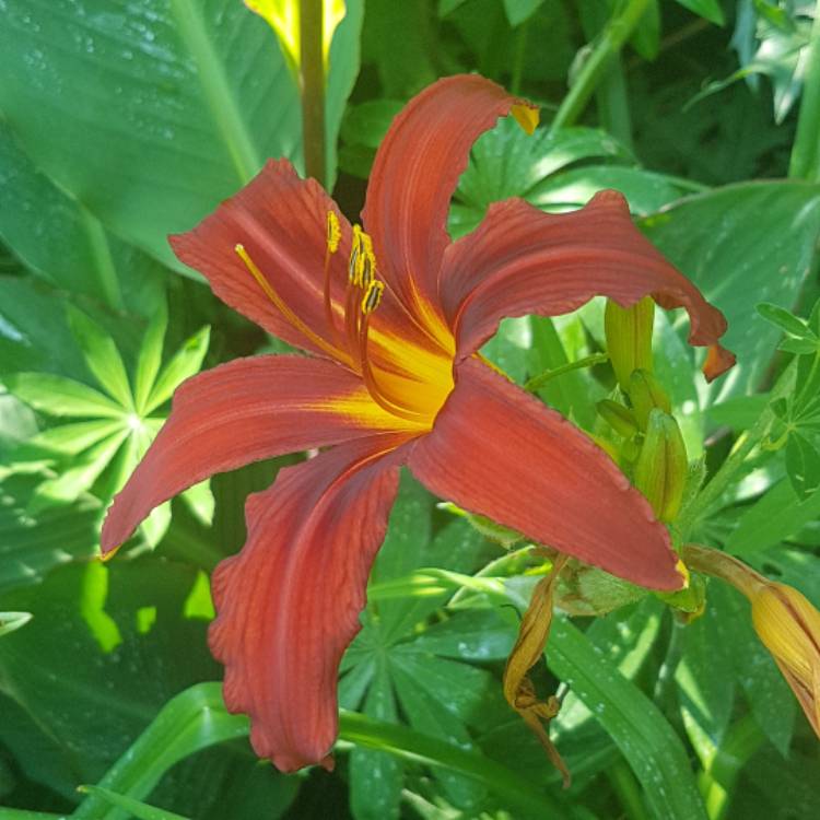 plant image 775310 plant image 775310