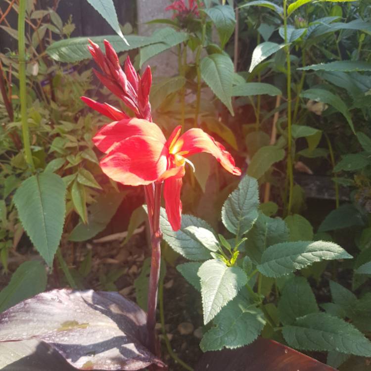 plant image 775316 plant image 775316