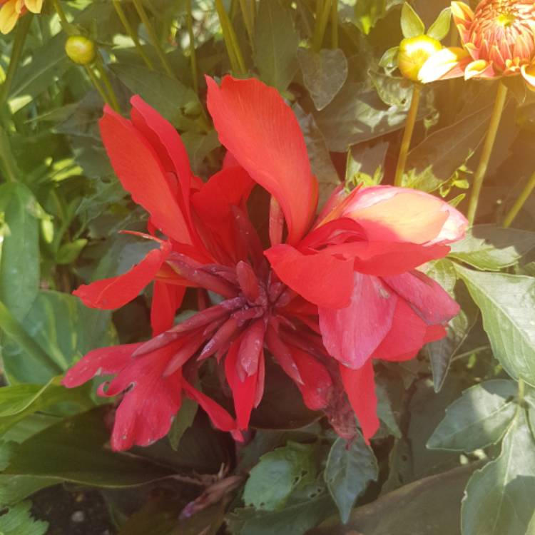 plant image 775323 plant image 775323