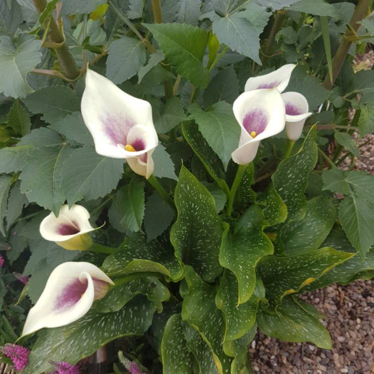 Plant image Zantedeschia elliottiana 'Picasso'