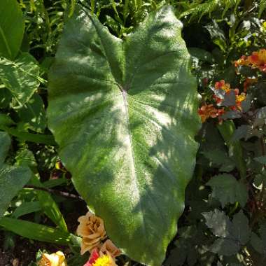 Colocasia esculenta 'Fontanesii' syn. Colocasia esculenta 'Black Stem'