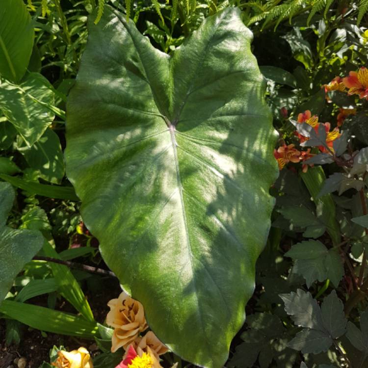 plant image 783316 plant image 783316