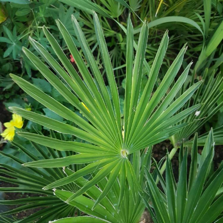 plant image 783870 plant image 783870