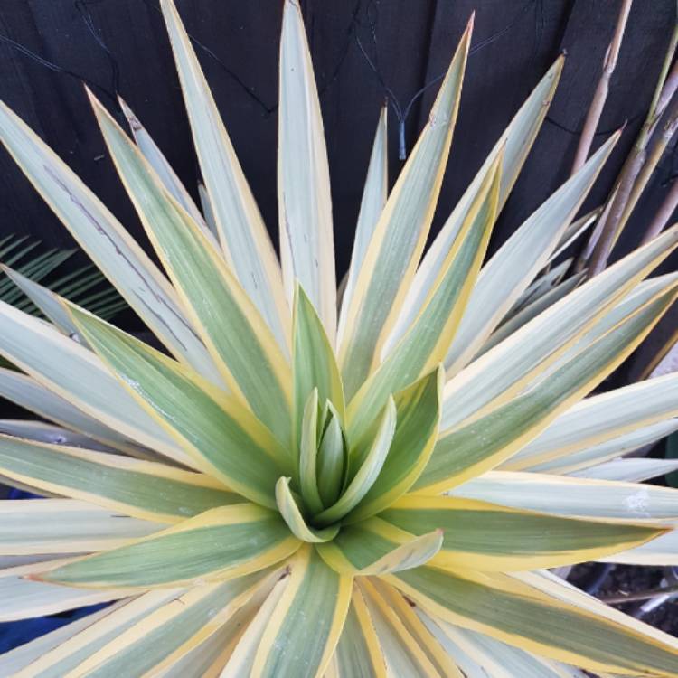 plant image 783871