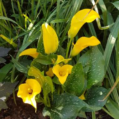 Zantedeschia 'Sunshine'
