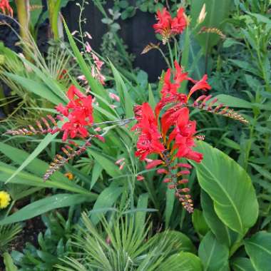 Crocosmia 'Lucifer'