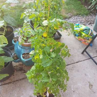 Campsis radicans f. flava