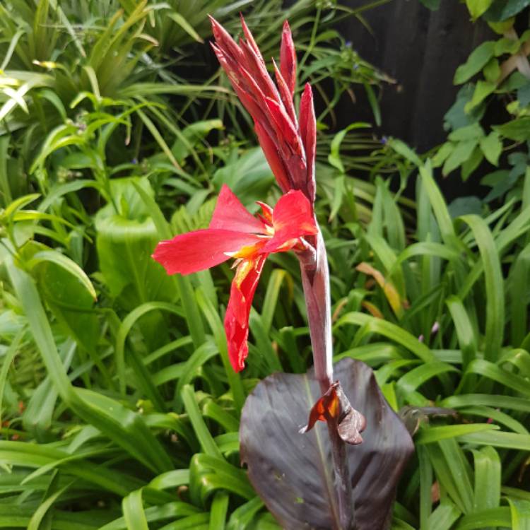 plant image 806907 plant image 806907