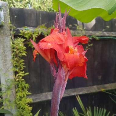Canna 'Lon01' syn. Canna 'Tropicanna Black'