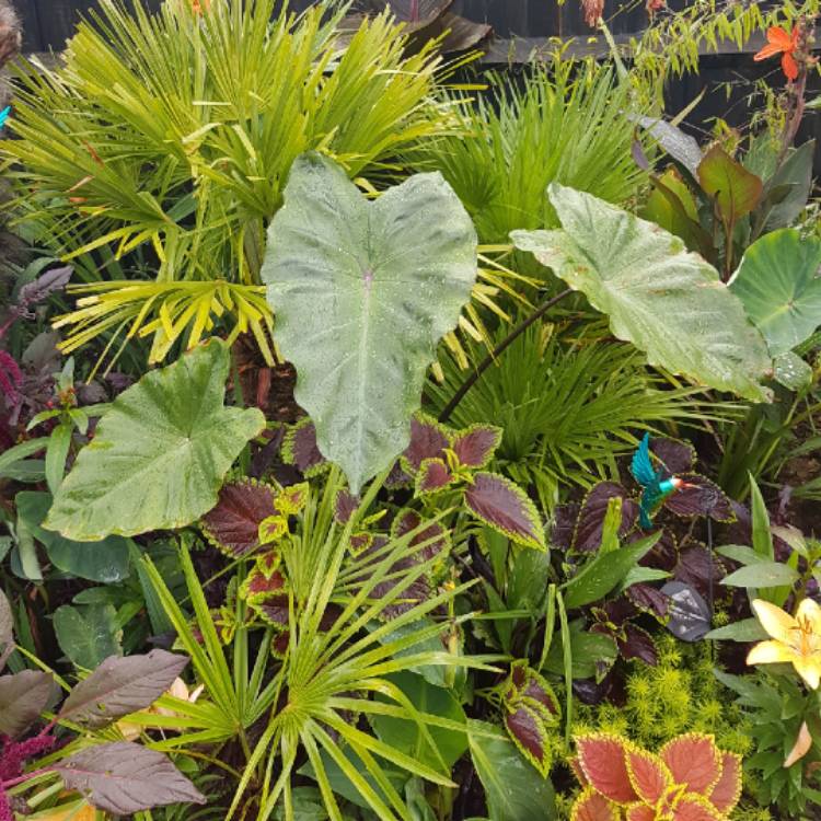 plant image 820409 plant image 820409