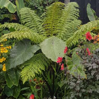 Colocasia esculenta  syn. Colocasia antiquorum