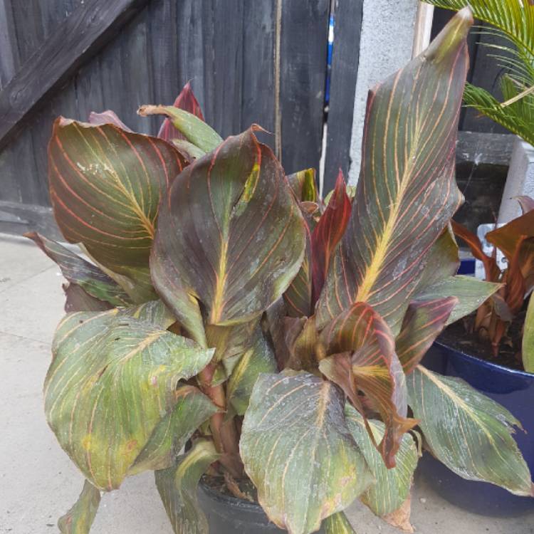 Plant image Canna 'Phasion' syn. Canna 'Durban', Canna 'Tropicanna', Canna 'Inferno'