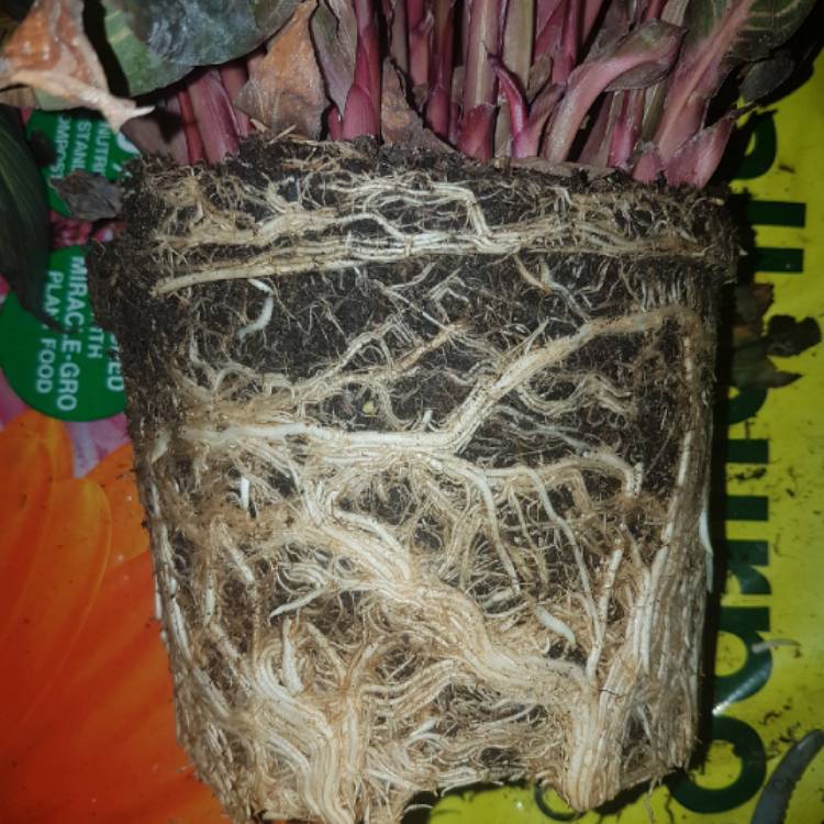 plant image 841858 plant image 841858