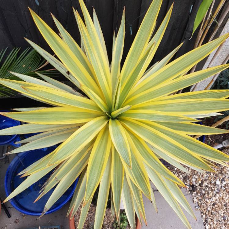 plant image 853604