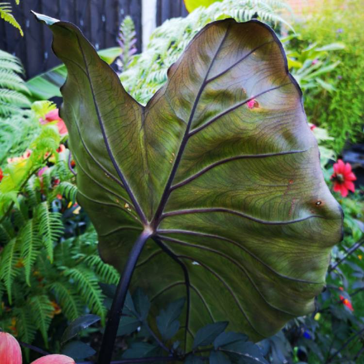 plant image 868095 plant image 868095