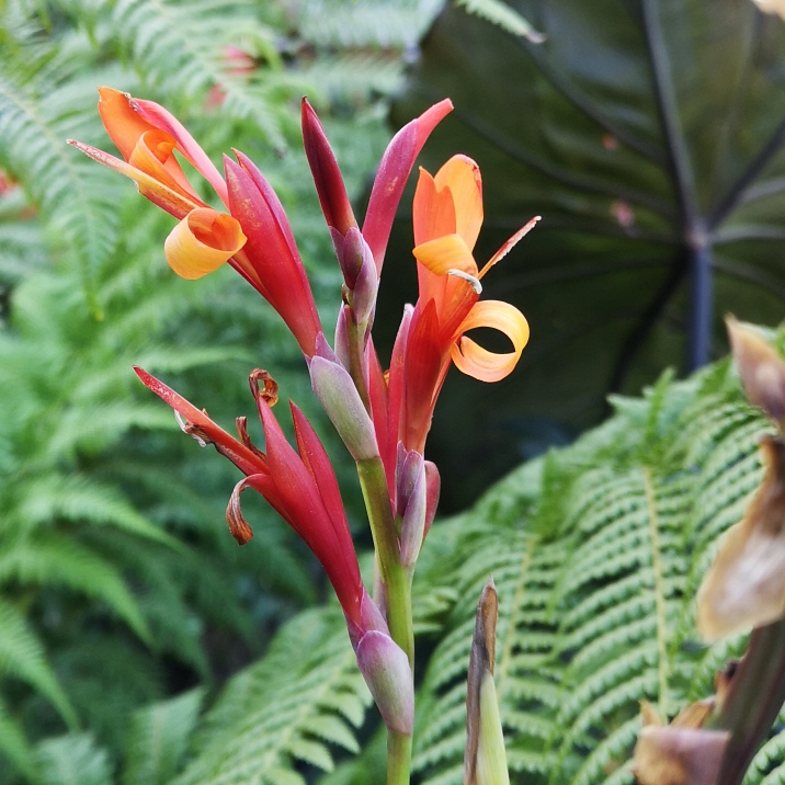 plant image 868127 plant image 868127
