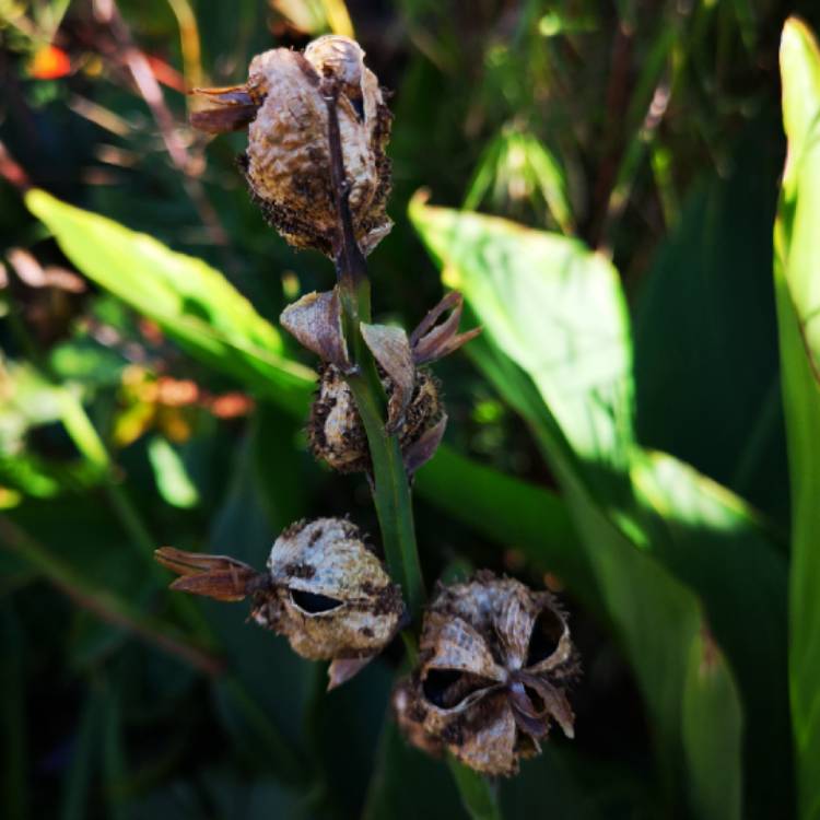 plant image 869909 plant image 869909