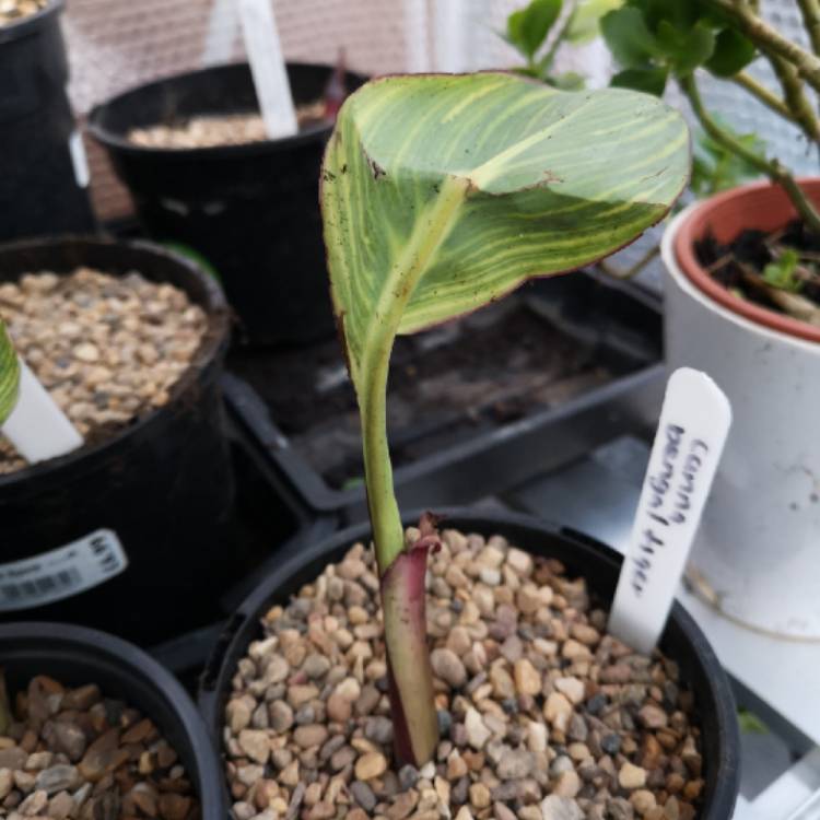 plant image 877840