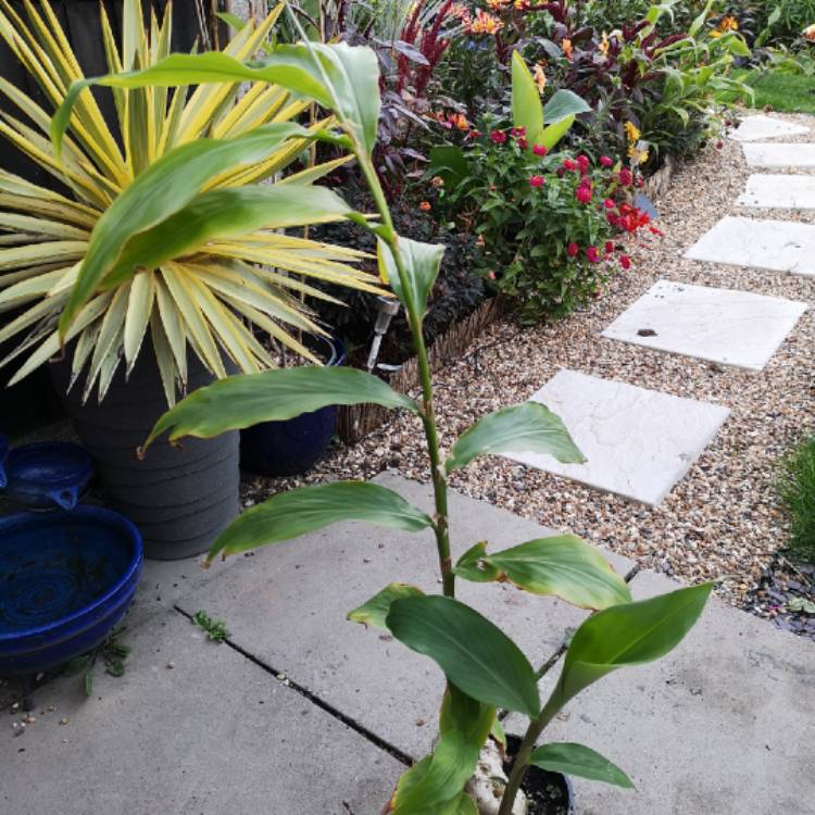 plant image 877845