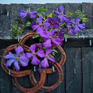 Clematis viticella 'Polish Spirit'