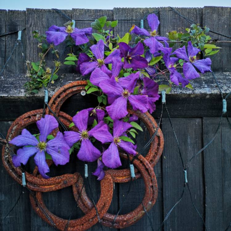 Plant image Clematis viticella 'Polish Spirit'