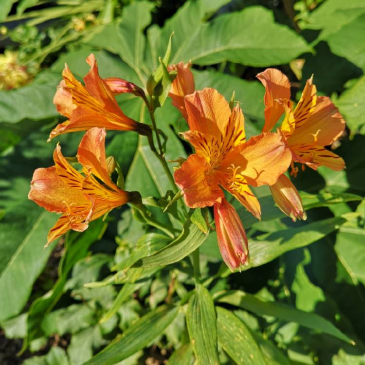 plant image 881640 plant image 881640