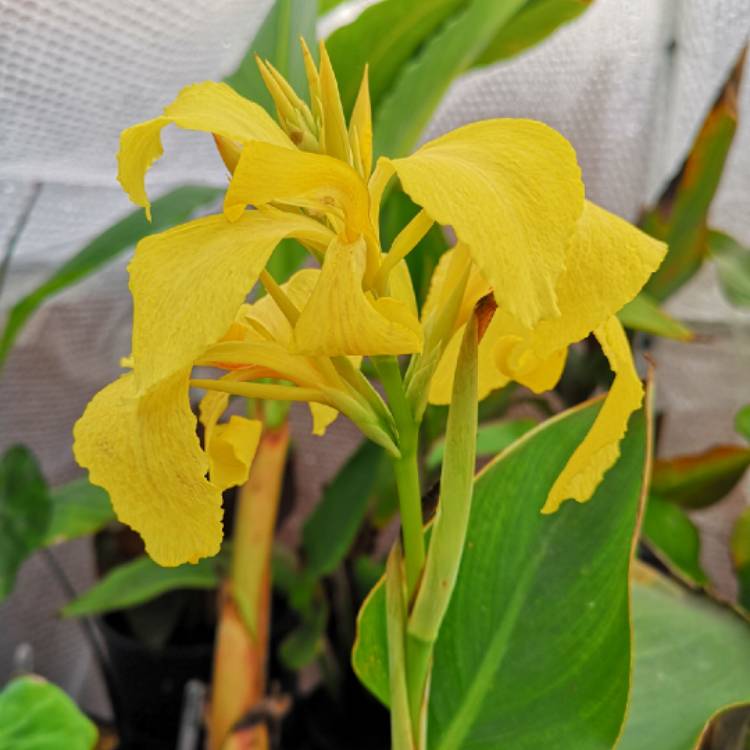 Plant image Canna 'Cannova Yellow' (Cannova Series)