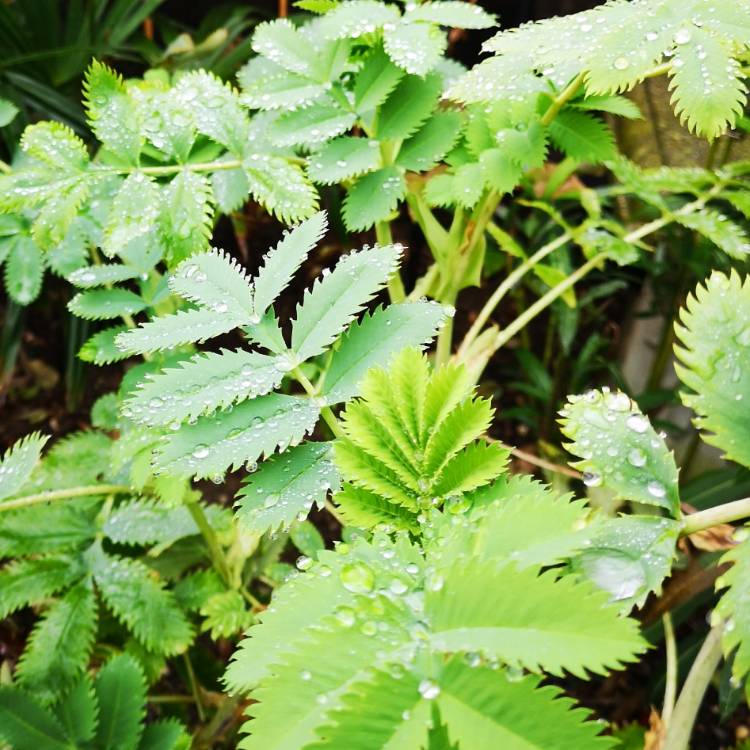 Plant image Melianthus major 'Purple Haze'