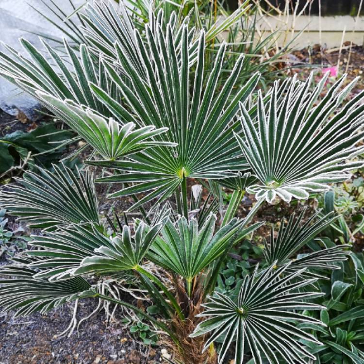 Plant image Trachycarpus 'Wagnerianus'