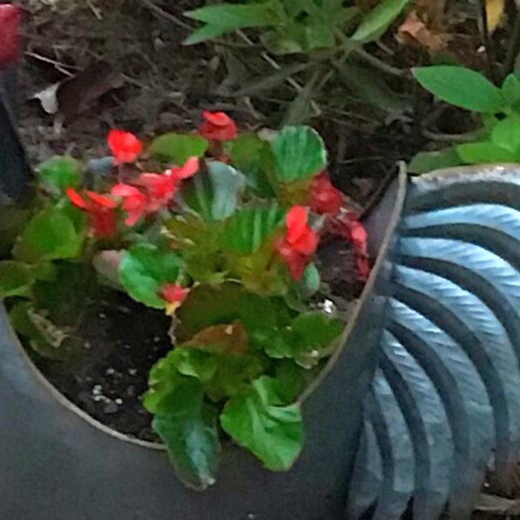 Plant image Begonia x hybrida Dragon Wing 'White'