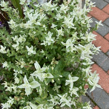 Christine's garden