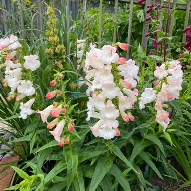 Christine's garden