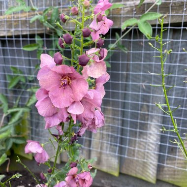 Christine's garden