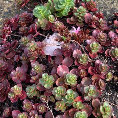 Christine's garden