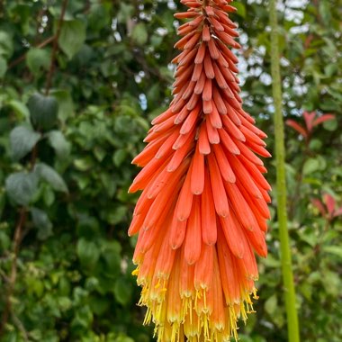 Christine's garden