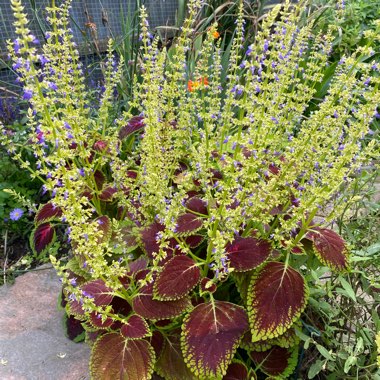 Christine's garden