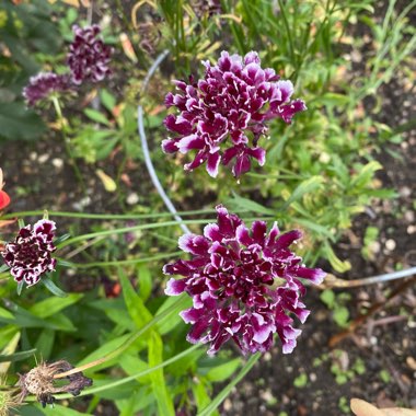 Christine's garden