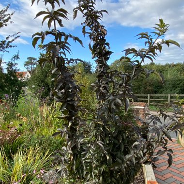 Christine's garden
