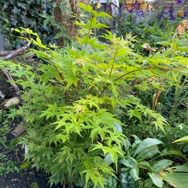 Christine's garden