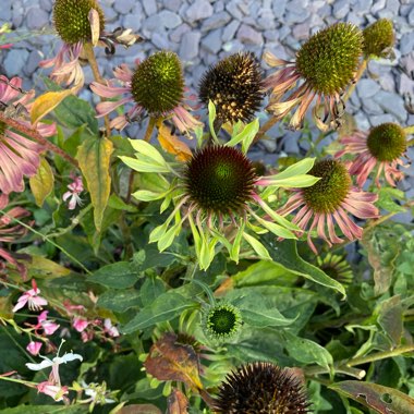 Christine's garden