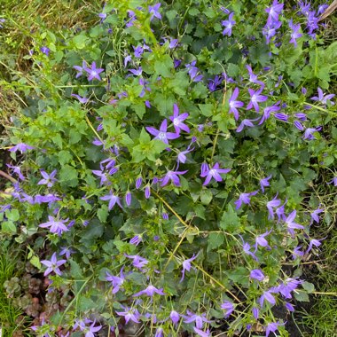 Christine's garden