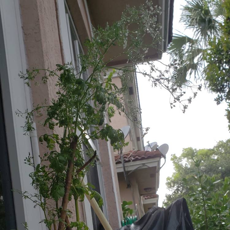 plant image 754981