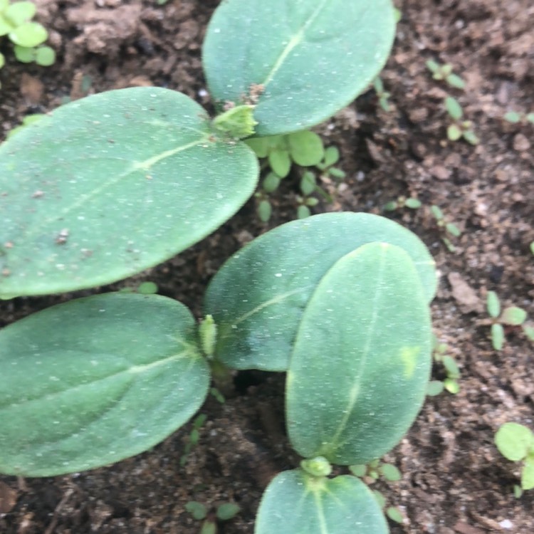 Plant image Cucumis sativus 'Boston Pickling'