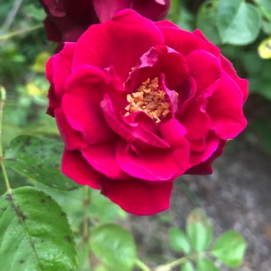 J's garden