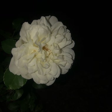 J's garden